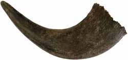 Buffalo Horn,
genuine American bison,
medium, 8 to 10", raw unfinished

Last remaining ones